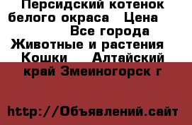 Персидский котенок белого окраса › Цена ­ 35 000 - Все города Животные и растения » Кошки   . Алтайский край,Змеиногорск г.
